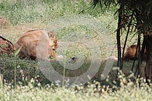 A lioness sleeping upon the uncultivated land of mine. Spotted this dangerous predator by the forest land at my place in india