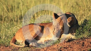 A Lioness Sleeping On The Wilderness Under The Heat Of The Summer Sun In El K Lodge Laikipia, Kenya