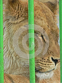 Lioness in small cage. Prisonner. Animal abuse.