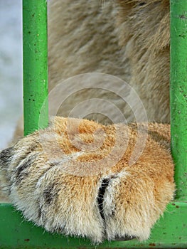 Lioness in small cage. Prisonner. Animal abuse.