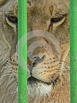 Lioness in small cage. Prisonner. Animal abuse.