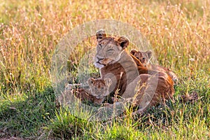 Lioness, with small cubs in the Masai Mara