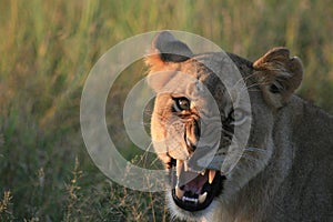 Lioness Snarl