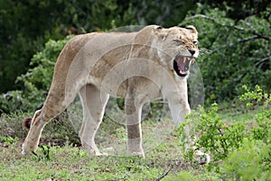 Lioness Snarling