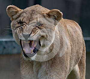 A Lioness Snarls