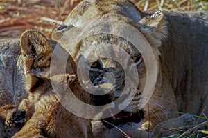 Lioness snarls at mischievous cubs