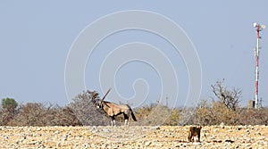 Lioness stalking a Gemsbok Oryx on the African Savannah