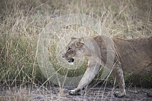 Lioness stalking in grasses in Queen Elizabeth National Park, Uganda