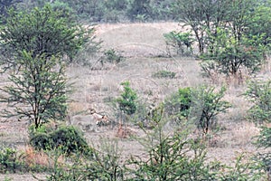 Lioness stalking her pray