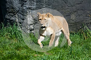 Lioness Stalking Prey