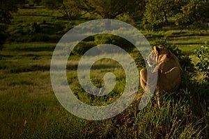 Lioness stalking prey in the dusk