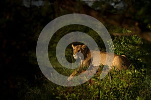 Lioness stalking for prey in the dusk