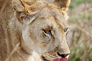 Lioness stalking prey in the Serengeti