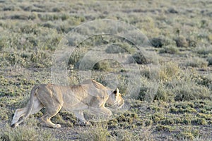 Lioness stalking on savannah, close-up