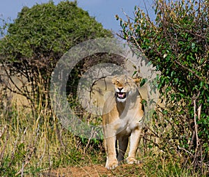 Lioness standing in the bushes. Savannah. National Park. Kenya. Tanzania. Masai Mara. Serengeti.