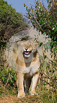 Lioness standing in the bushes. Savannah. National Park. Kenya. Tanzania. Masai Mara. Serengeti.