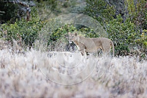 Lioness standing in the grassland of Lewa Wildlife Conservancy, Kenya