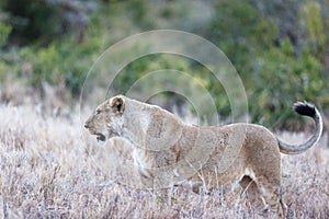 Lioness standing on the long dry grass looking for food in Lewa Wildlife Conservancy, Kenya