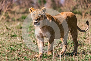 Lioness standing on the look out at the Maasai Mara National Game Reserve park rift valley Narok county east Africa