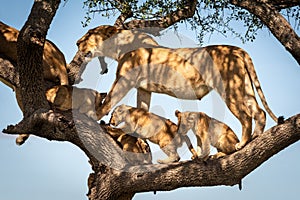 Lioness stands with four cubs in tree