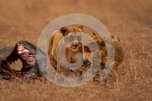 Lioness stands with male near wildebeest carcase