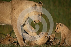 Lioness stands over four playful cubs