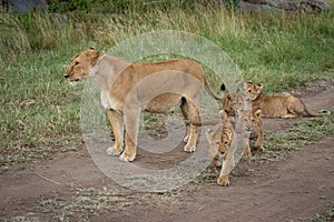 Lioness stands on track with four cubs