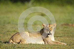 Lioness stare