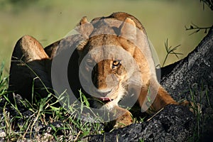 Lioness staring intentively, Okavango