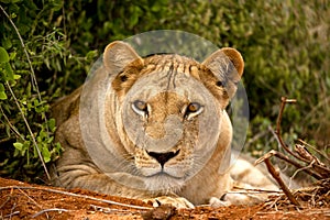 Lioness staring at viewer