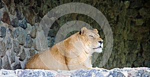 Lioness on stony prominence photo