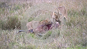 lioness stops feeding and looks around at masai mara in kenya