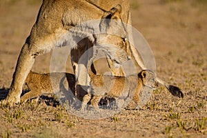 Lioness struggles to keep her lion cubs under control