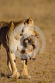 Lioness struggles to keep her lion cubs under control