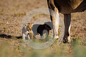 Lioness struggles to keep her lion cubs under control in the Kgalagadi Park