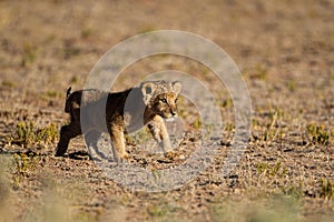 Lioness struggles to keep her lion cubs under control in the Kgalagadi Park