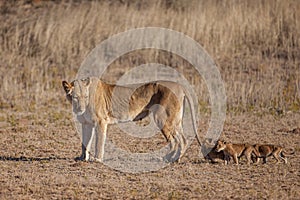 Lioness struggles to keep her lion cubs under control in the Kgalagadi Park