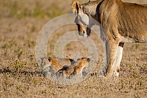 Lioness struggles to keep her lion cubs under control in the Kgalagadi Park