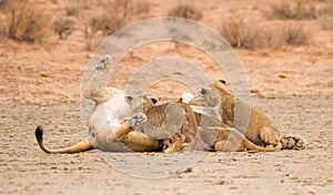 Lioness suckling her four young cubs