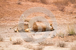 Lioness suckling her four young cubs