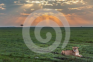 Lioness at the sunrise, in Maasai Mara, Kenya, Africa