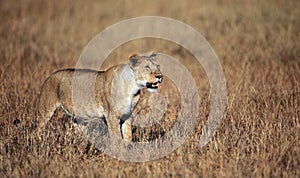 Lioness surveying the Mara