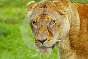 Lioness Suspiious