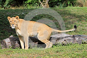 Lioness nature calls
