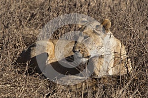 Lioness taking a nap