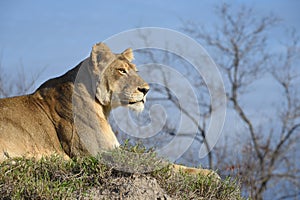 Lioness on a termite mound.