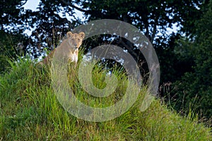 Lioness On Termite Mound