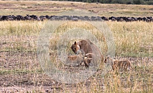 Lioness and three cub. Savanna of Masai Mara, Kenya