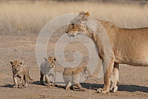Lioness with three cubs
