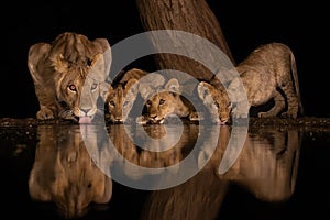 A lioness with three cubs drinking at night